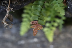 Phytoliriomyza felti