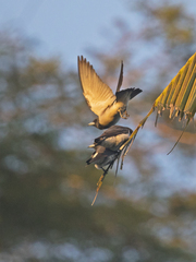 Artamus leucorynchus