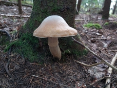 Cortinarius caperatus