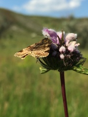 Euclidia glyphica