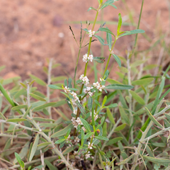 Alternanthera angustifolia