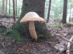 Cortinarius caperatus