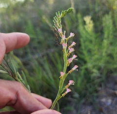 Oenothera curtiflora