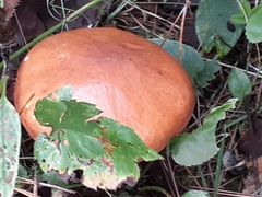 Russula decolorans