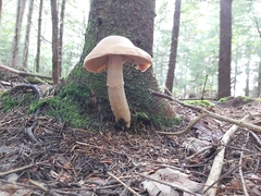 Cortinarius caperatus