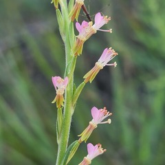 Oenothera curtiflora