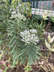 Eupatorium