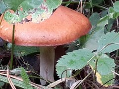 Russula decolorans