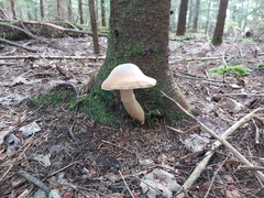 Cortinarius caperatus