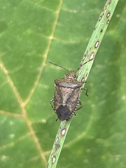Carpocorini