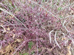 Cordylanthus rigidus