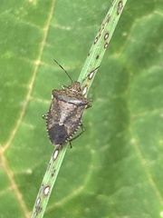 Carpocorini