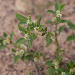 Alternanthera nana