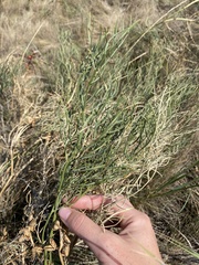 Astragalus pectinatus