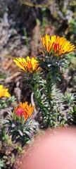 Oedera imbricata