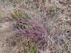 Cordylanthus rigidus