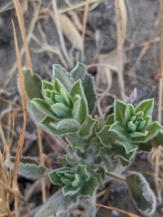 Heterotheca sessiliflora