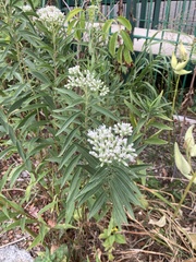 Eupatorium