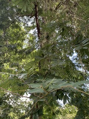 Senna siamea