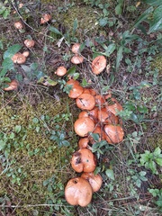 Russula decolorans
