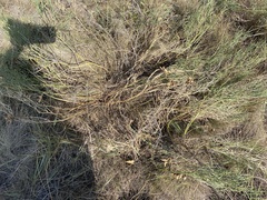 Astragalus pectinatus