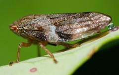 Aphrophora alni