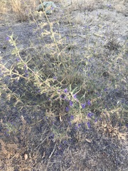 Trichostema laxum