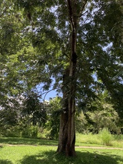 Senna siamea