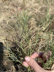 Astragalus pectinatus