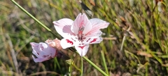 Gladiolus debilis