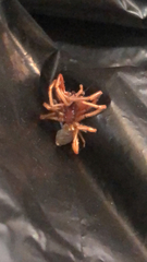 Dysdera crocata