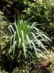 Yucca gloriosa