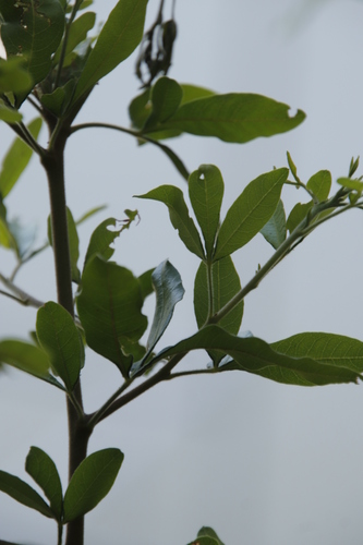 Image of Searsia quartiniana by (c) Tony Rebelo, some rights reserved (CC BY-SA)