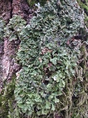 Pleurosticta acetabulum