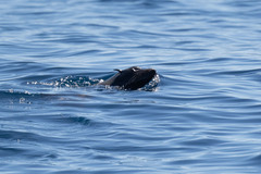 Arctocephalus townsendi