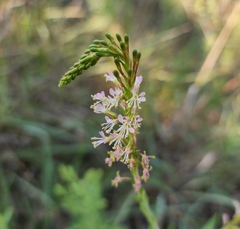 Oenothera curtiflora