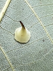 Caryomyia sanguinolenta