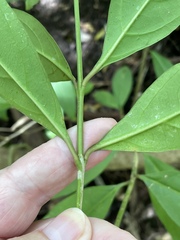Citharexylum