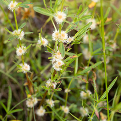 Alternanthera nodiflora