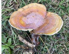 Ganoderma curtisii
