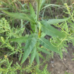 Oenothera curtiflora