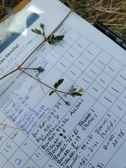 Kallstroemia californica