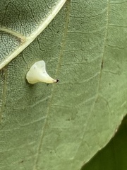 Caryomyia sanguinolenta