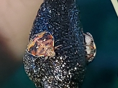Podisus maculiventris