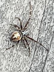 Metepeira labyrinthea