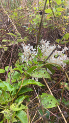 Fallopia baldschuanica