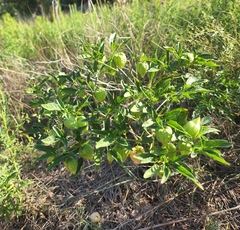 Physalis longifolia