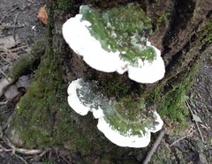 Rigidoporus populinus