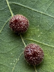 Caryomyia turbanella