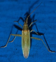 Stenodema trispinosum